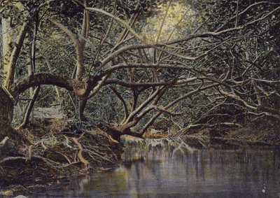La Pautana